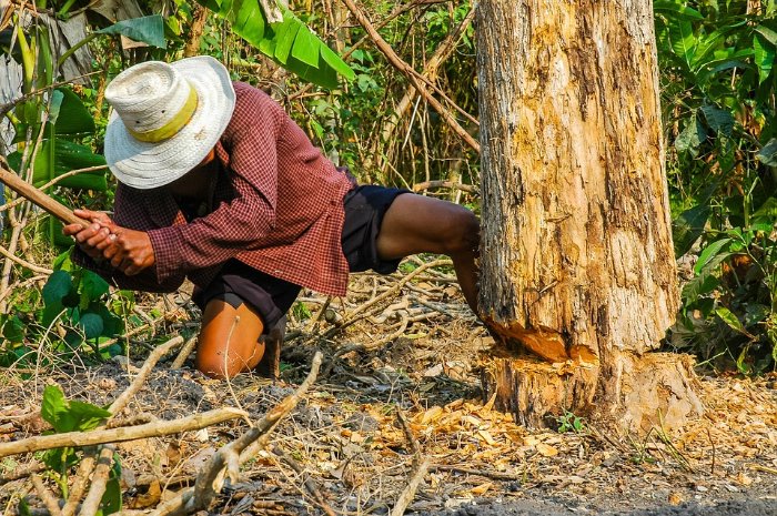 Proindex Capital AG Abholzung in Paraguay oft illegal