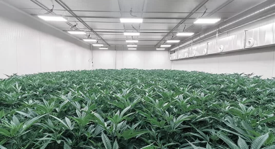 Cannabis Social Clubs – Anbauvereinigungen – schlüsselfertige CANNATRON-Anlagen für Vereine