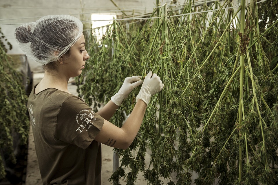 CANNATRON – Die Revolution für Anbauvereinigungen im Cannabissektor – MABEWO Phytopharm