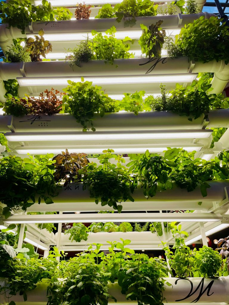 GreenState AG: Die stille Revolution des Urban Farmings