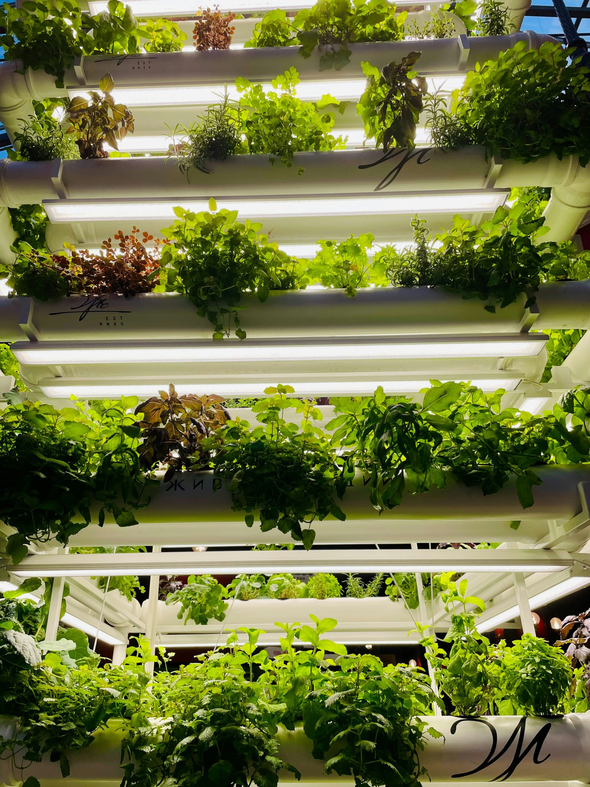 GreenState AG: Die stille Revolution des Urban Farmings